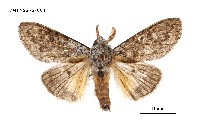 藏品(線茸毒蛾)的圖片